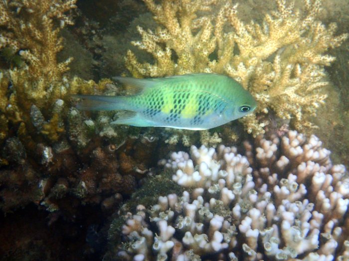 Amblyglyphidodon curacao