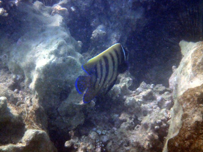 Pomacanthus sexstriatus