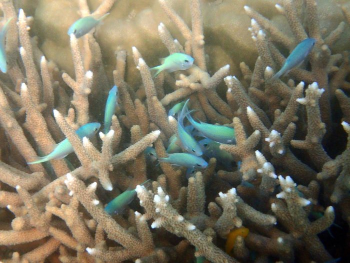 Chromis viridis