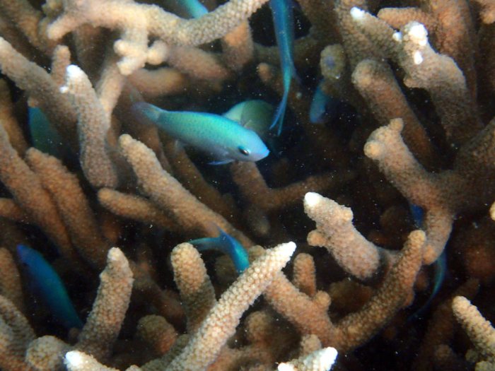 Chromis viridis