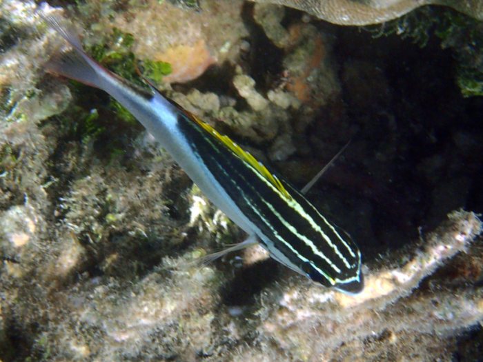 Scolopsis bilineata