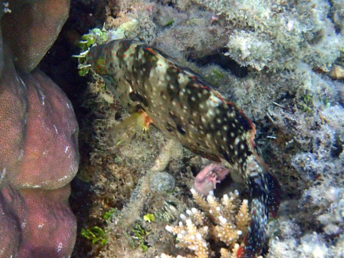 Cheilinus chlorourus