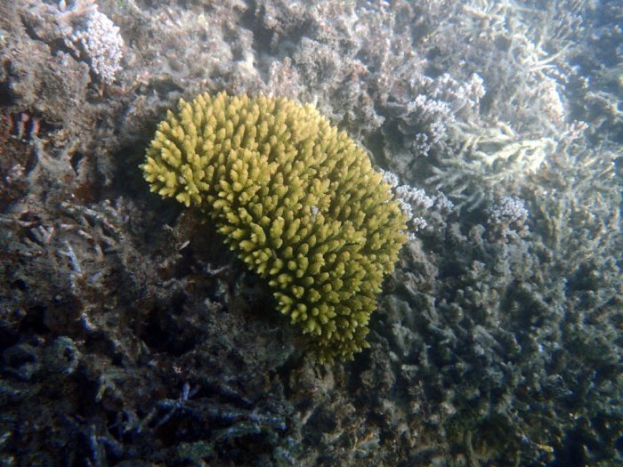 Corail dur