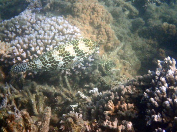 Epinephelus merra