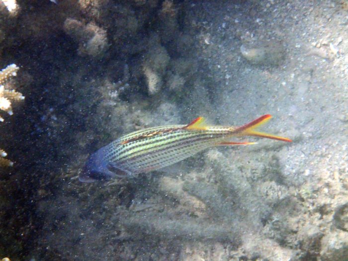 Neoniphon sammara