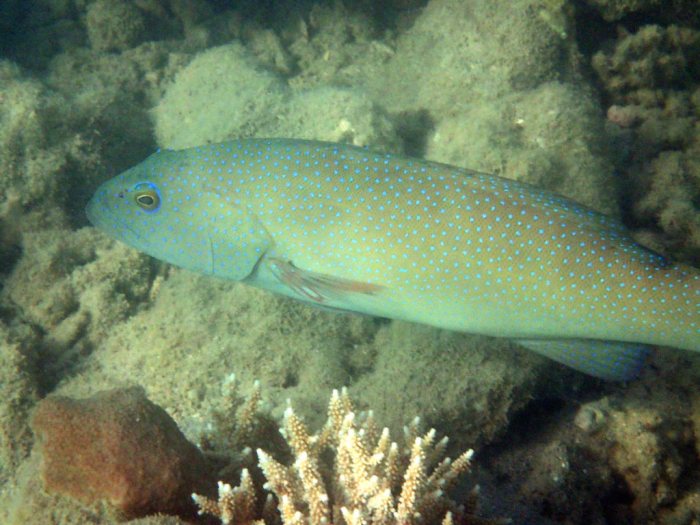 Plectropomus leopardus