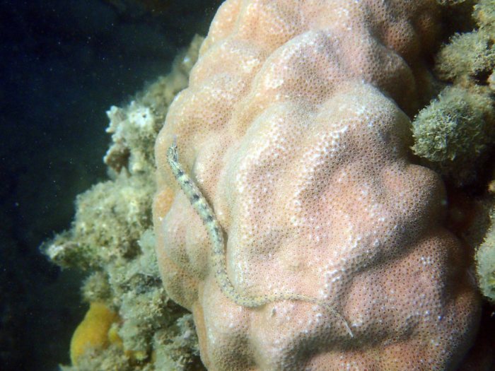 Corythoichthys haematopterus