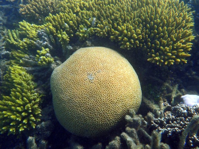 Platygyra pini