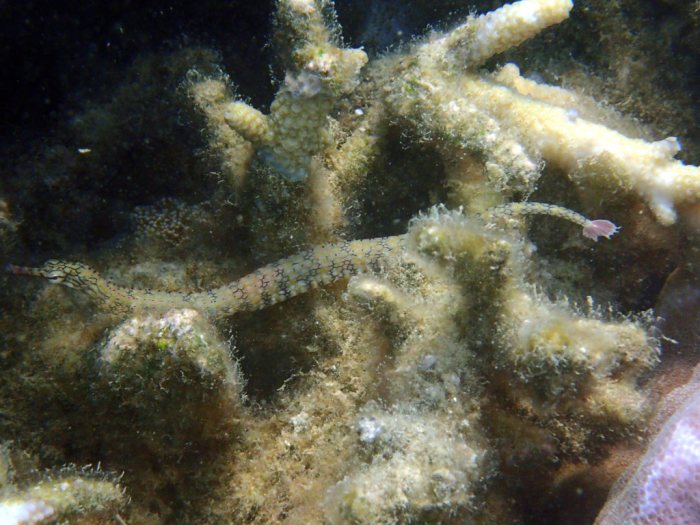 Corythoichthys haematopterus