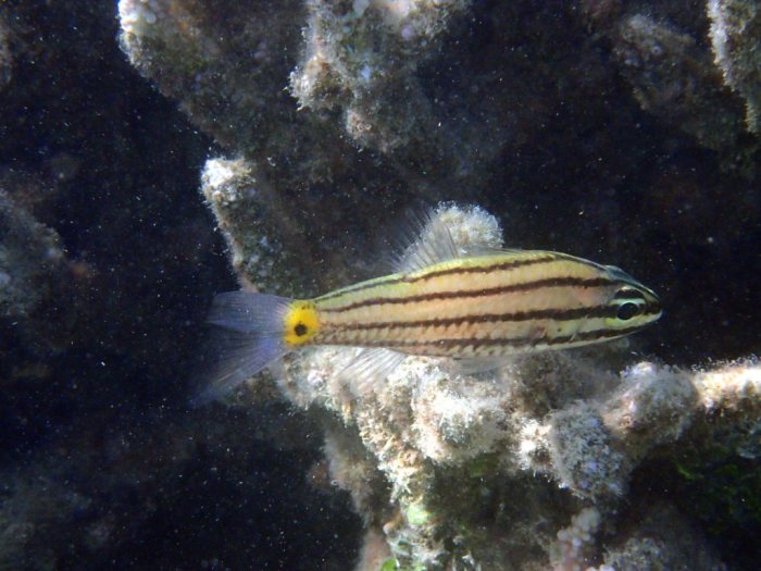 Cheilodipterus quinquelineatus