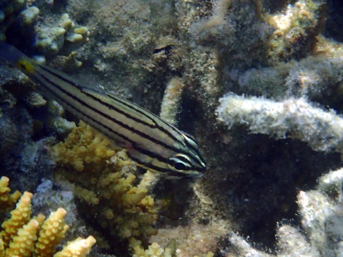 Cheilodipterus quinquelineatus