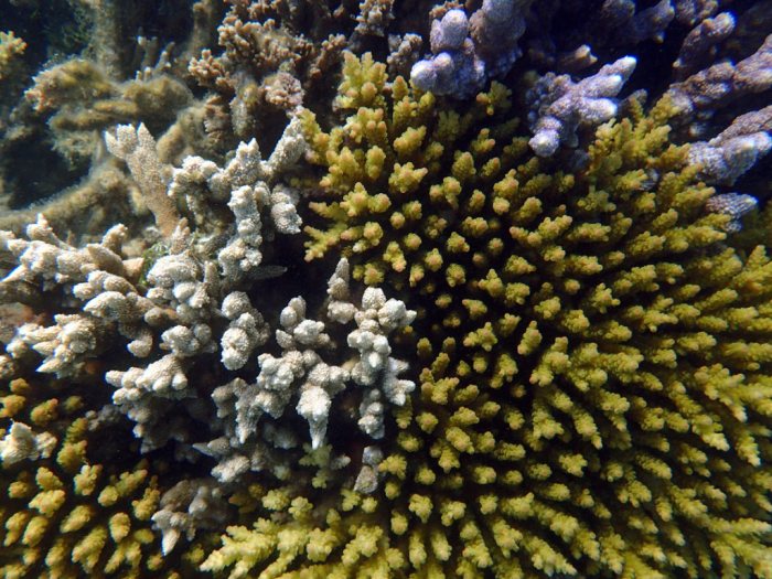 Corail dur