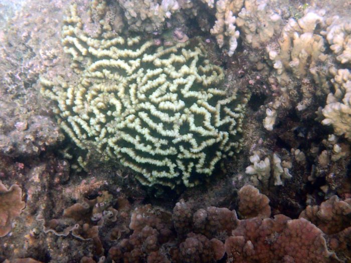 Corail dur