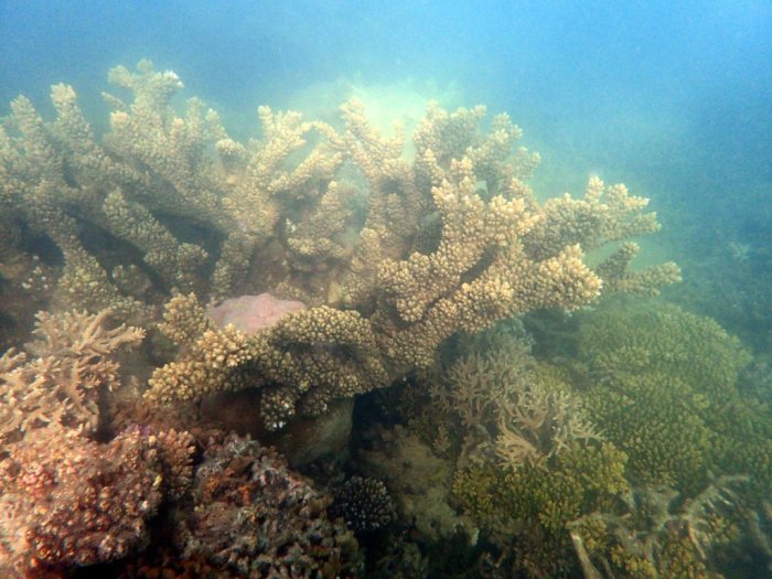 Corail dur