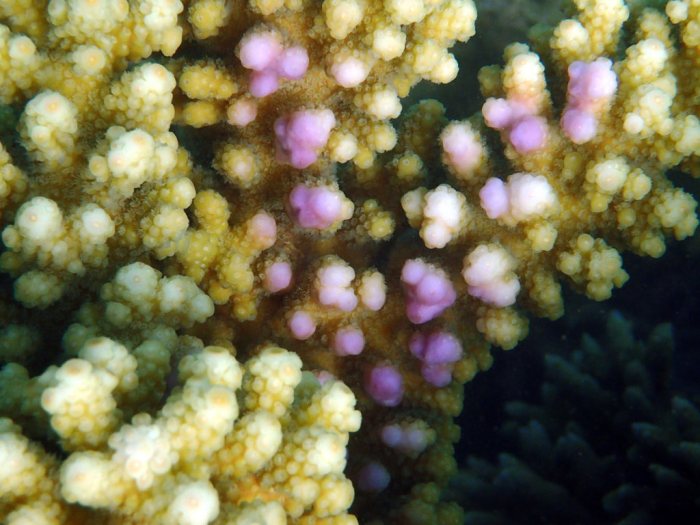 Corail dur