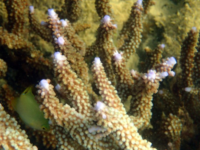 Acropora abrolhosensis