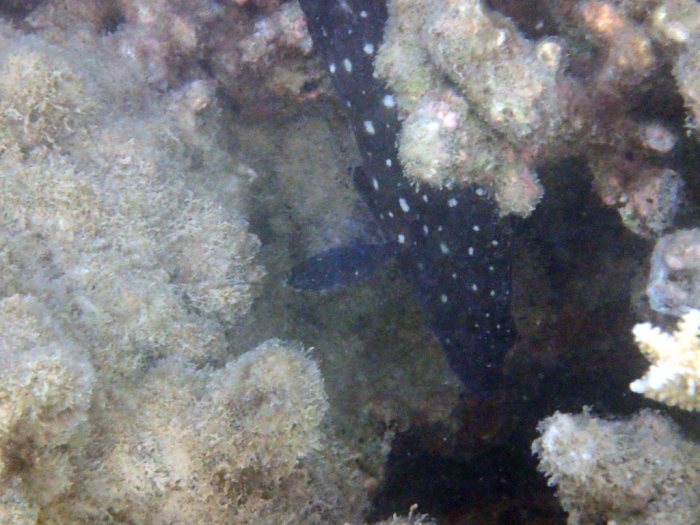 Epinephelus coeruleopunctatus