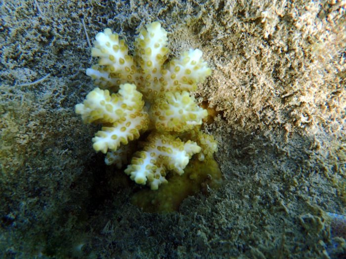 Corail dur