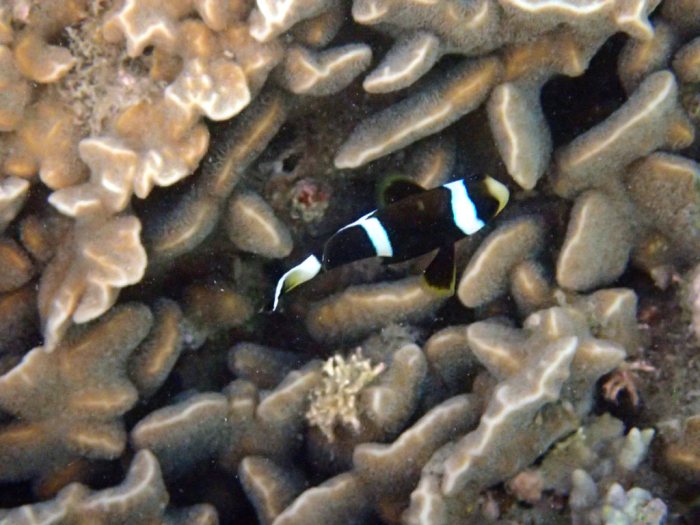 Amphiprion akindynos