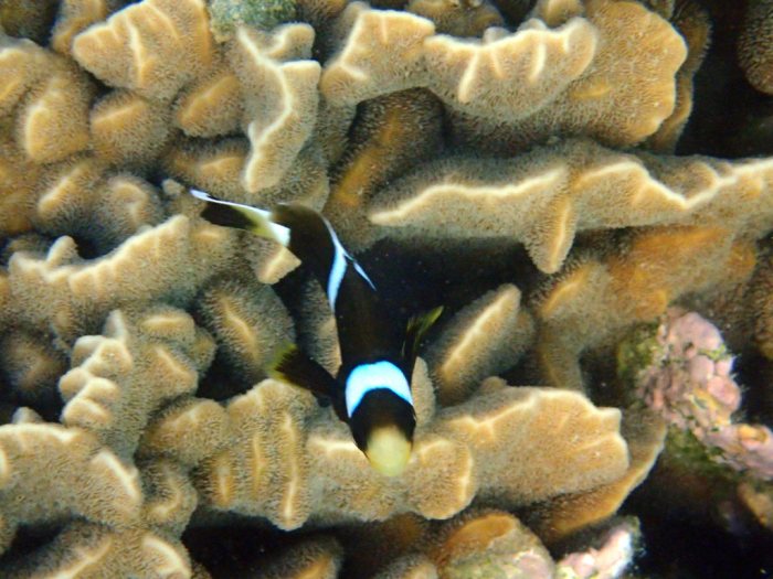 Amphiprion akindynos