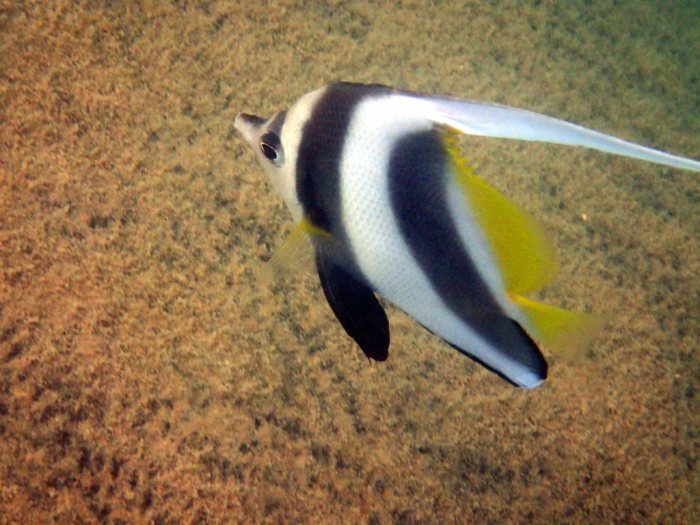 Heniochus acuminatus