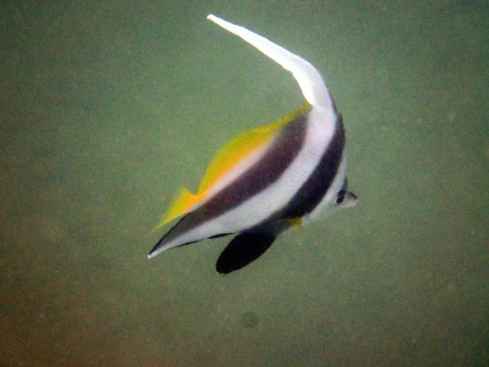 Heniochus acuminatus