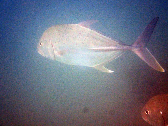 Caranx melampygus