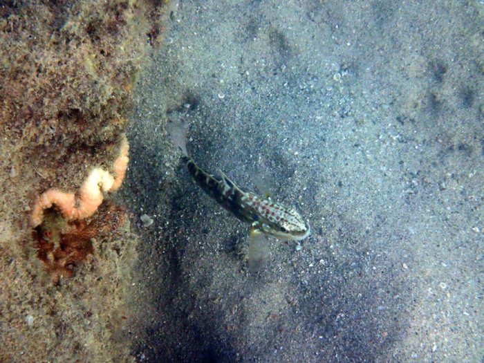 Amblygobius phalaena