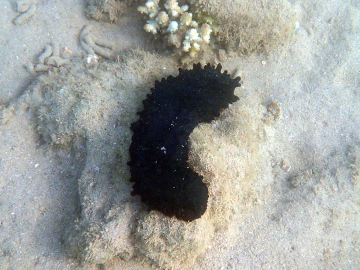 Stichopus chloronotus