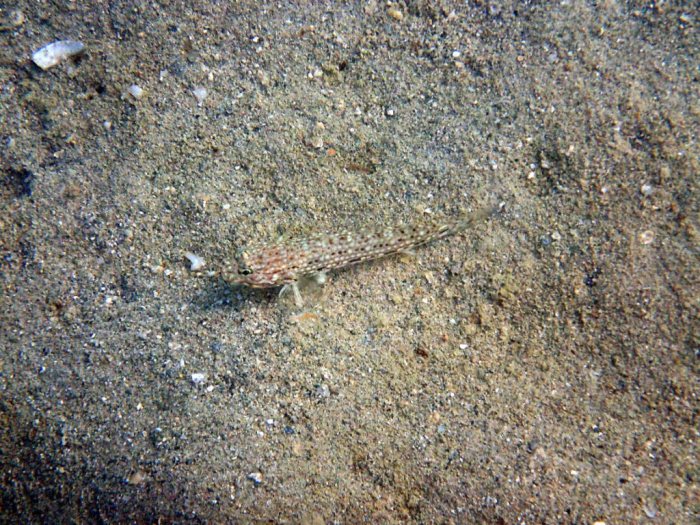 Istigobius decoratus