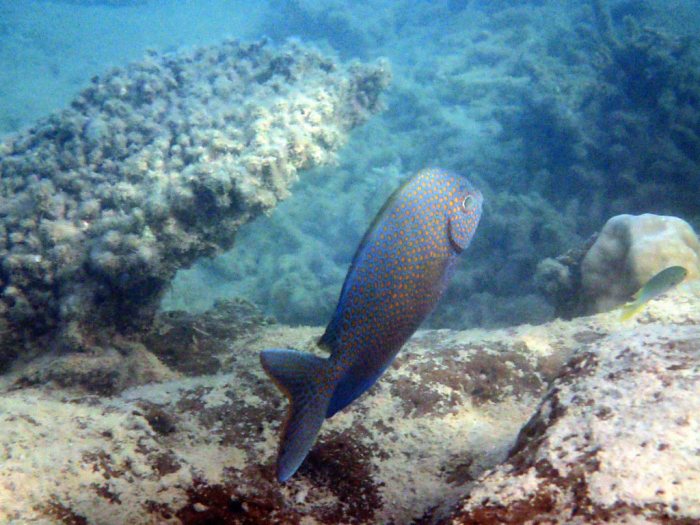 Siganus punctatus