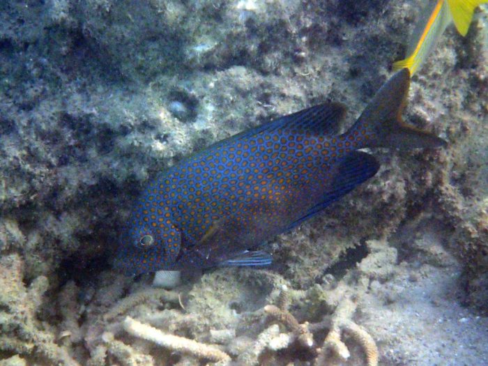 Siganus punctatus