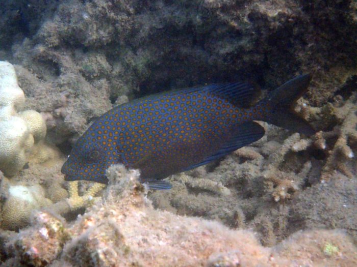 Siganus punctatus