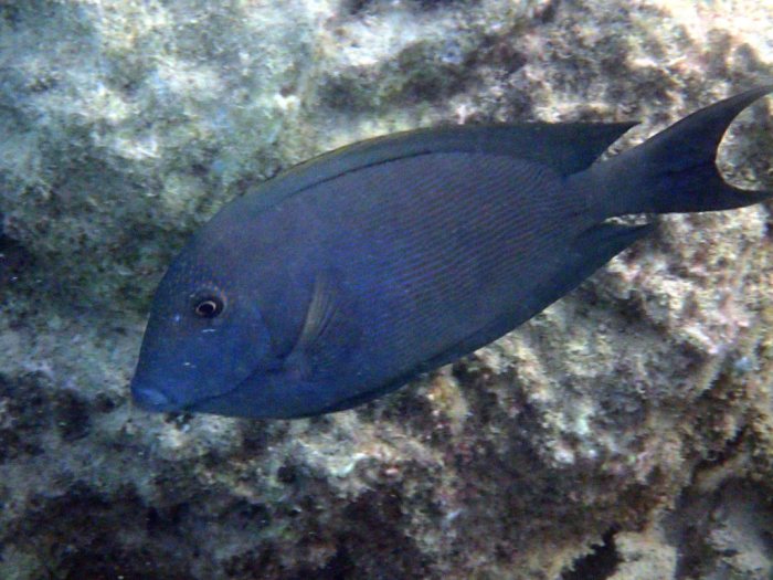 Ctenochaetus striatus