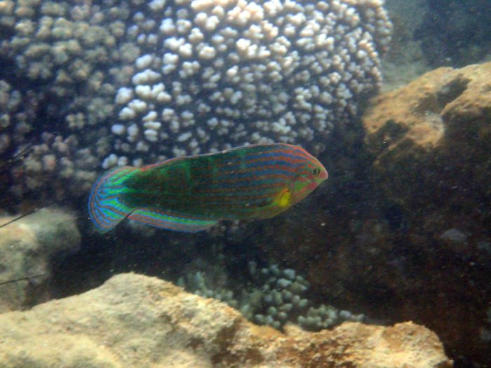Halichoeres melanurus
