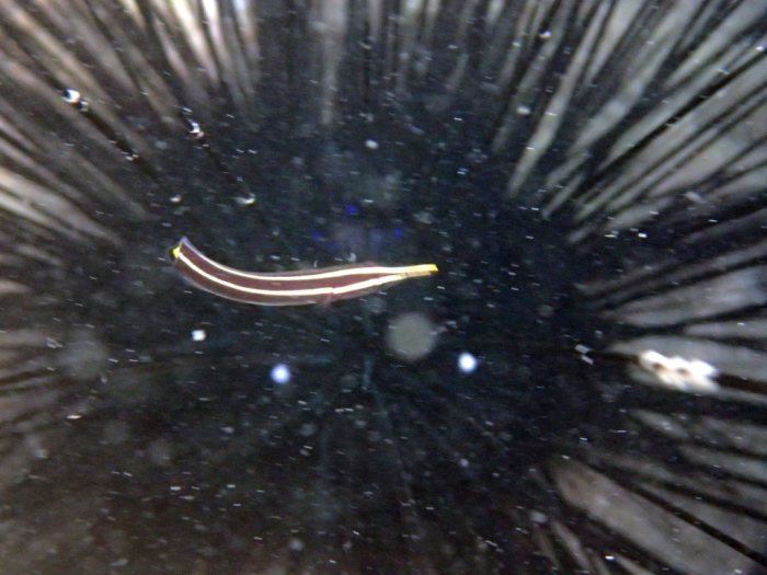 Diademichthys lineatus