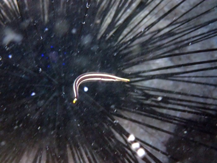 Diademichthys lineatus