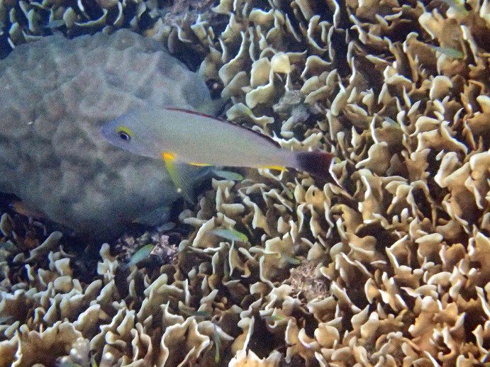 Lutjanus fulvus