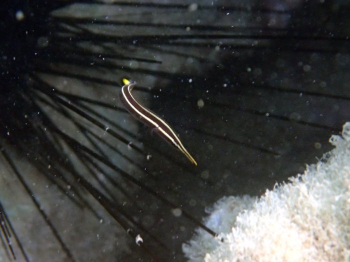 Diademichthys lineatus