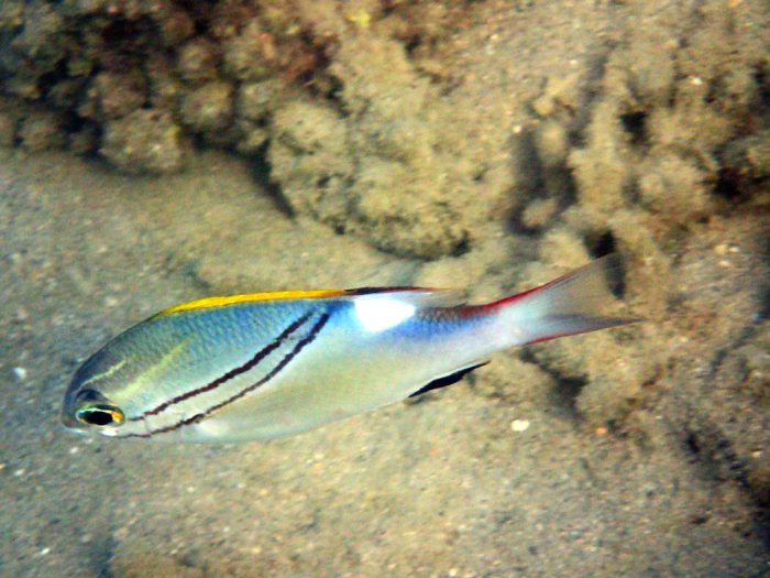 Scolopsis bilineata