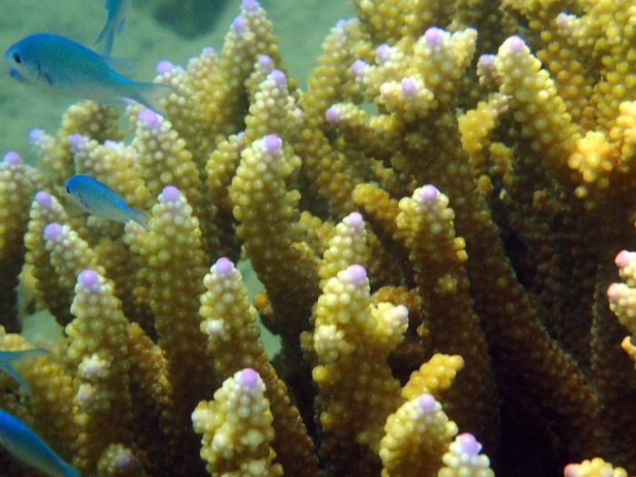 Acropora abrolhosensis