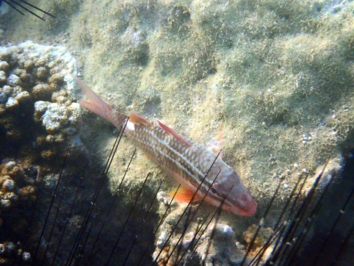 Parupeneus ciliatus