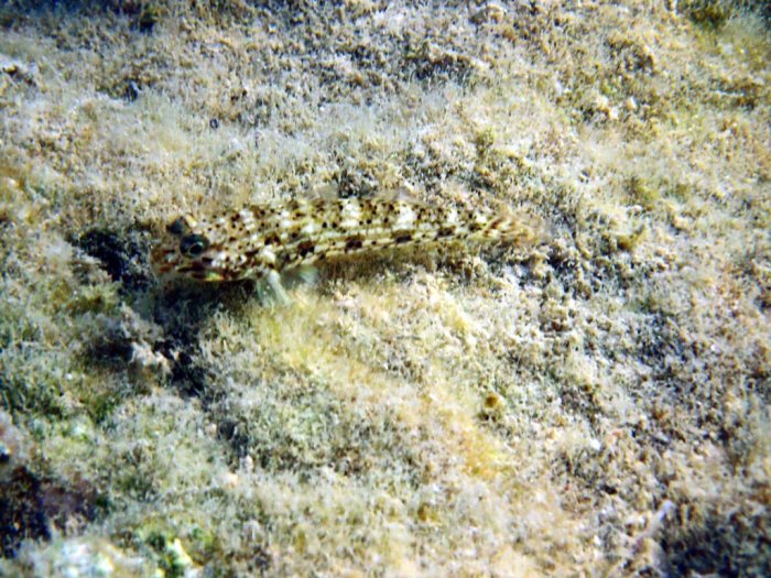 Istigobius decoratus