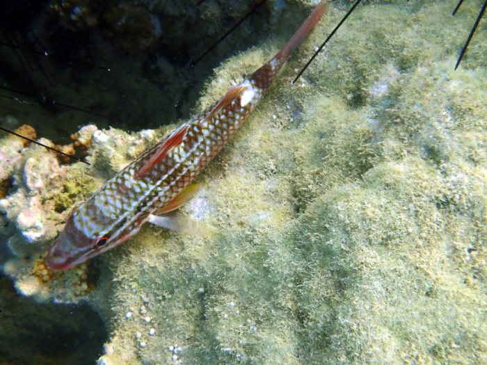 Upeneus tragula