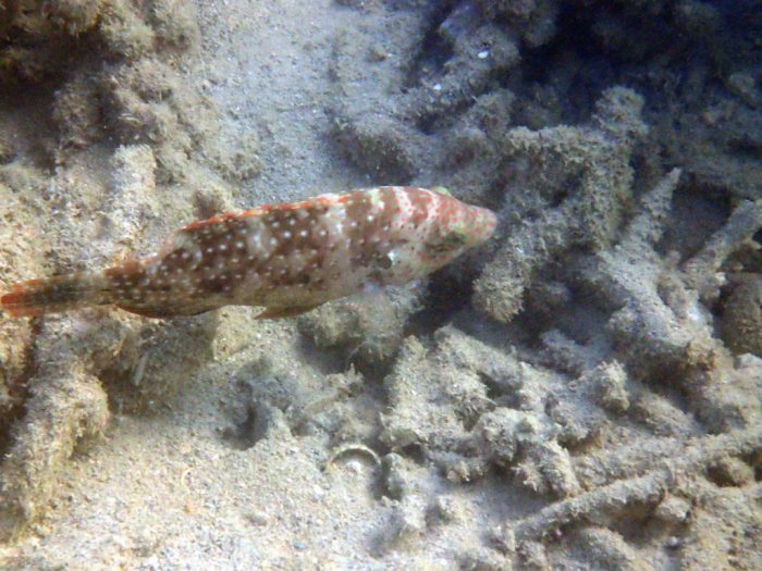 Cheilinus chlorourus