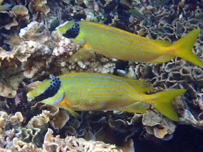 Siganus puellus