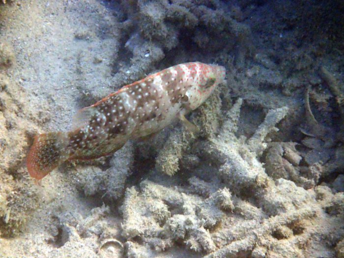 Cheilinus chlorourus
