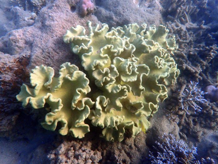 Sarcophyton