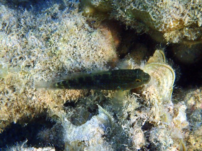 Asterropteryx semipunctatus