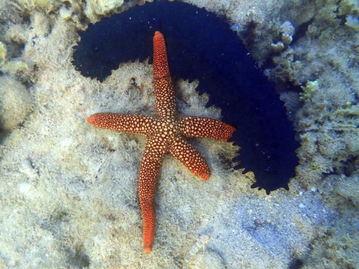 Nardoa novaecaledoniae